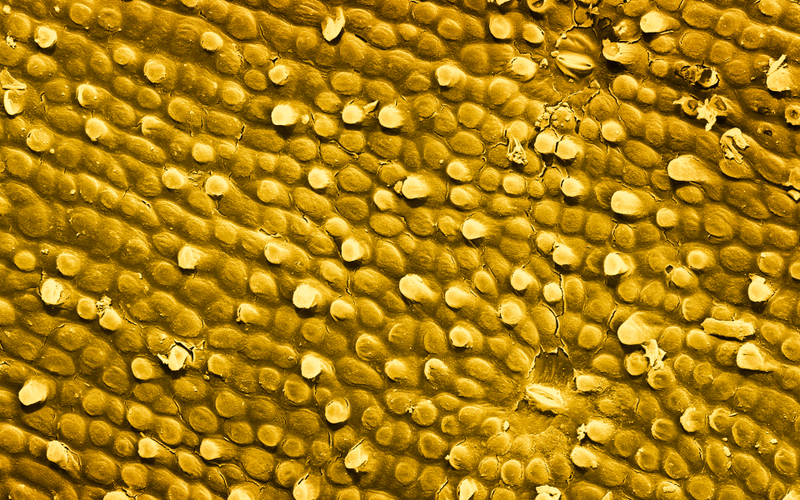 Illustration for article titled El mundo visto bajo el microscopio parece ciencia-ficción